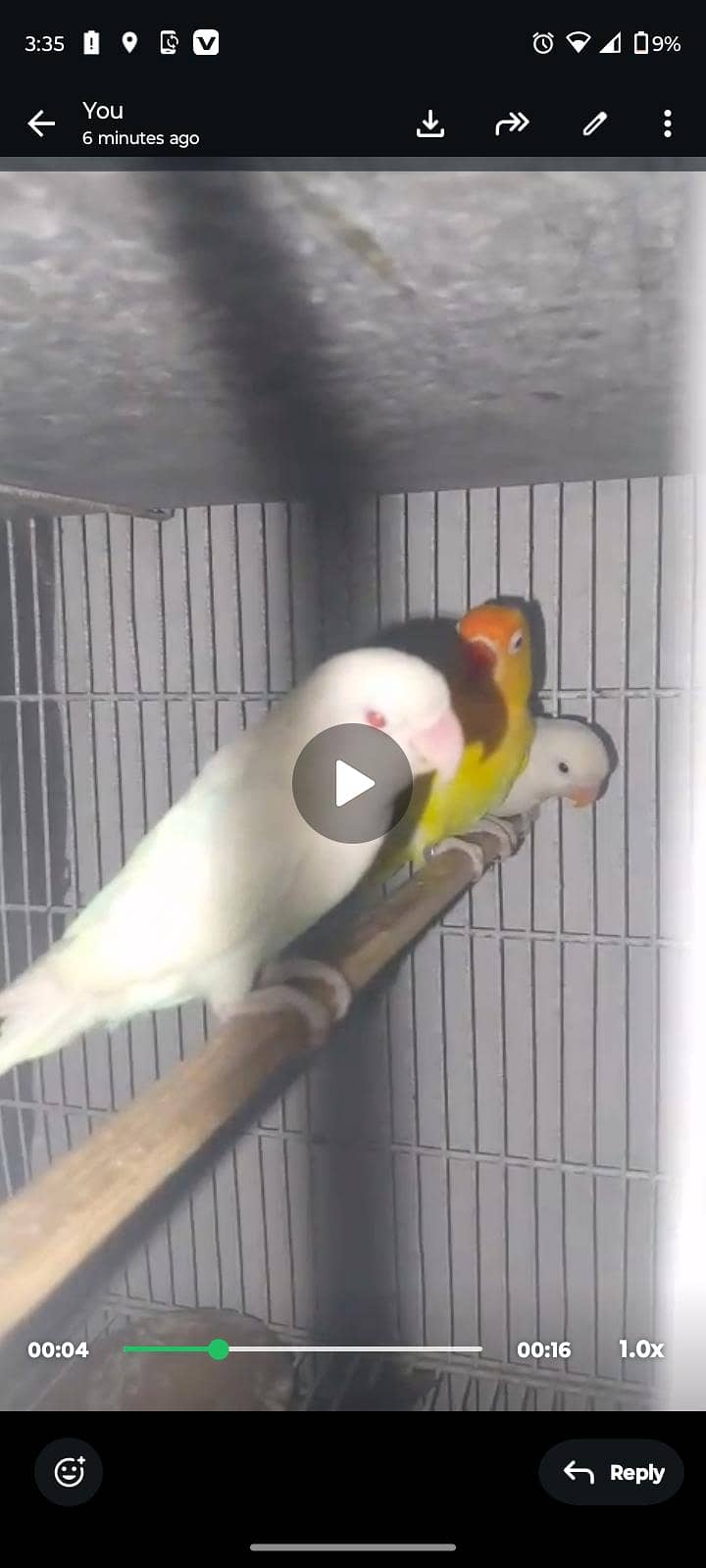 java & love birds 4