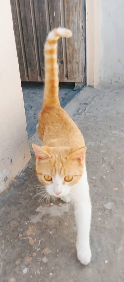 7 MONTH AGE white male brown female