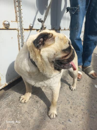 Pug Breeder female | Dog |
