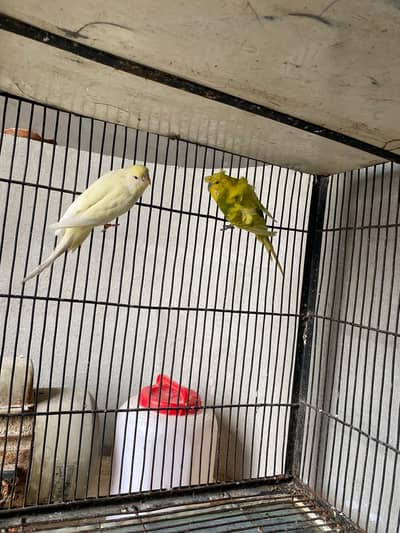 Budgies,love birds and cocktails