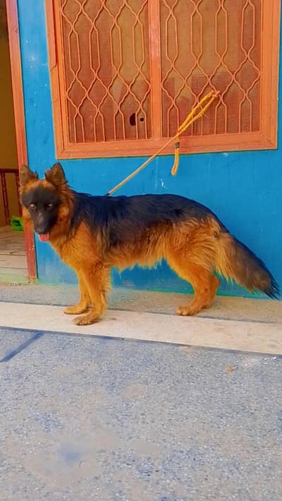 GERMAN SHEPERD long coat BLACK MASK