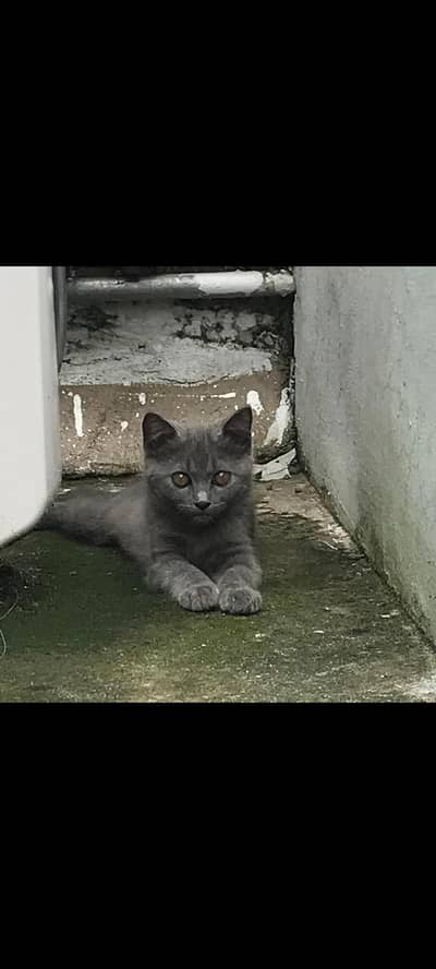 British shorthair male 9 months