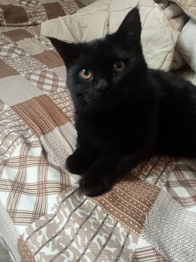Shorthair moggy Bombay pure black cat male