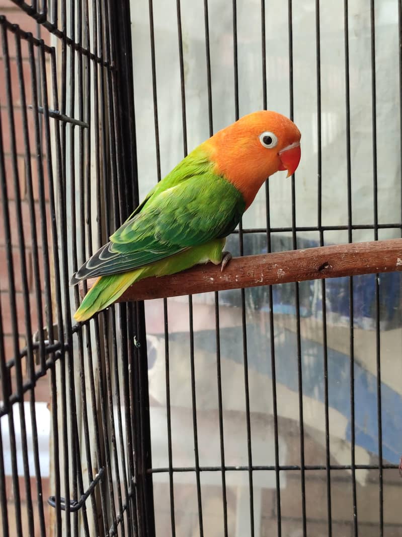 green opaline split palefellow split b1b2 0