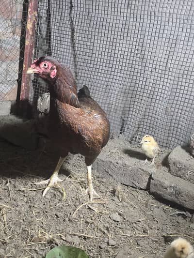 Pakistani kuruk Seel Madi for sale location Ghujranwala