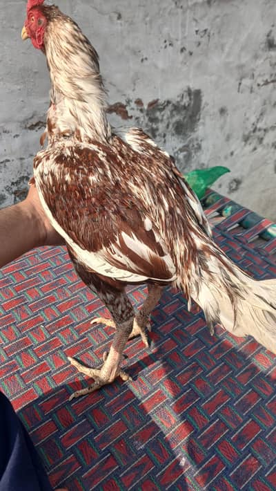 Pure Aseel 1 male and 2 female for sale age 1.5 saal