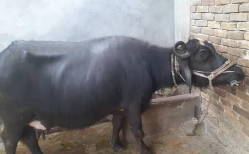 bhns with 5month old baby in mwi