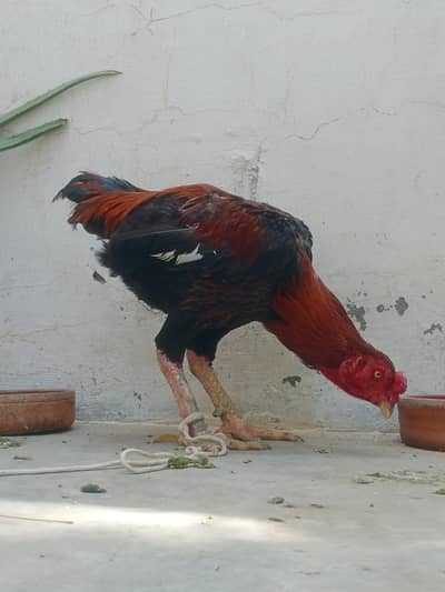 تھائی کراس مرغ