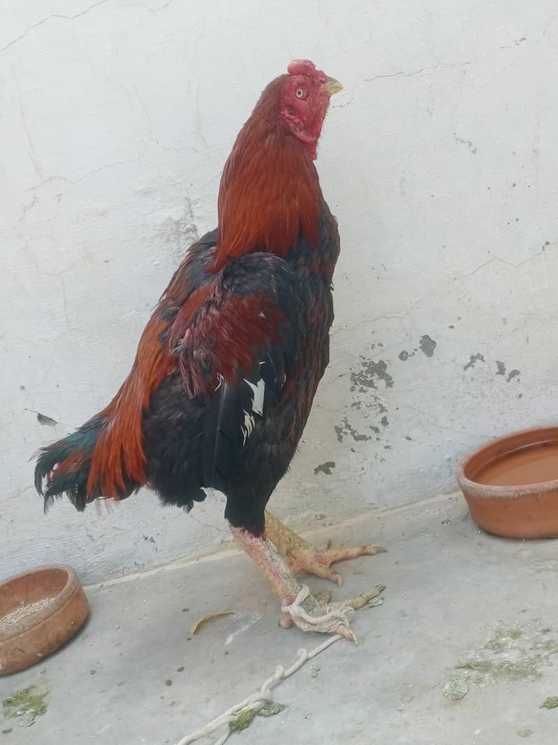 تھائی کراس مرغ 1