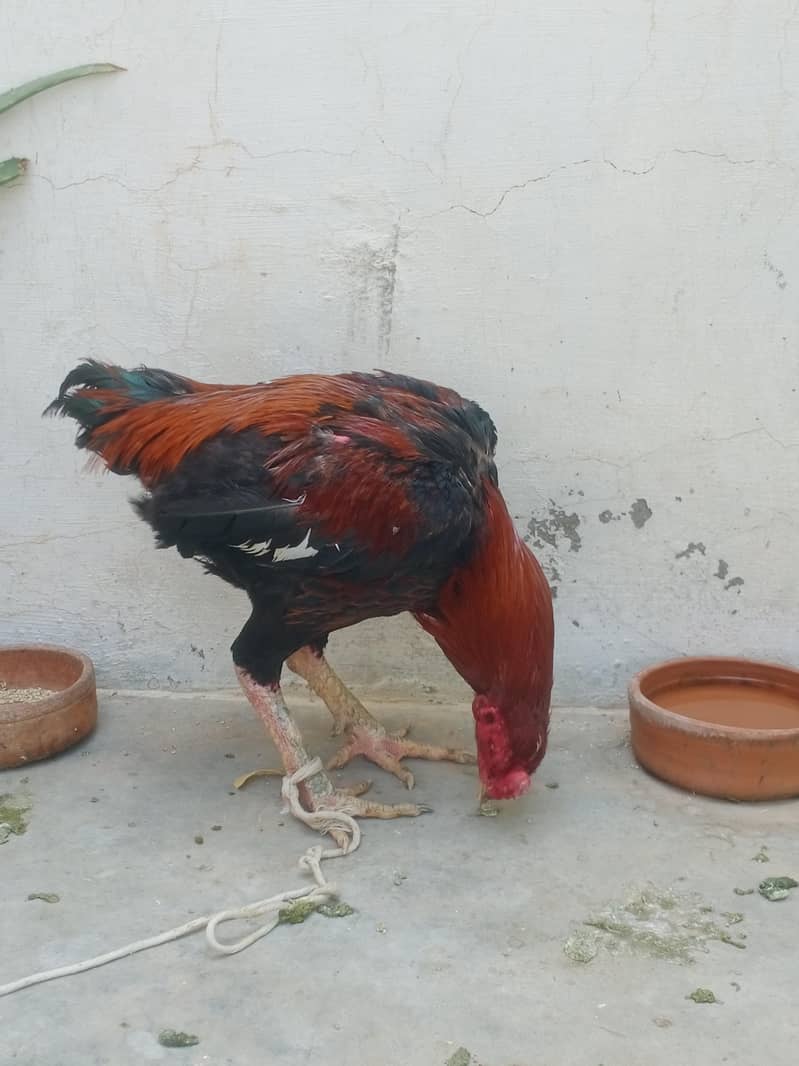 تھائی کراس مرغ 2