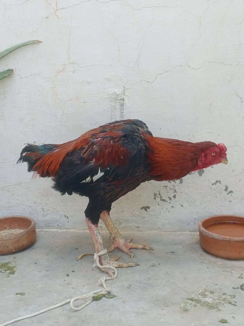 تھائی کراس مرغ 3