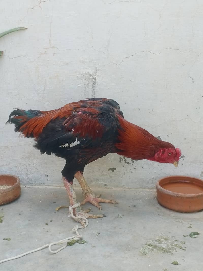 تھائی کراس مرغ 4