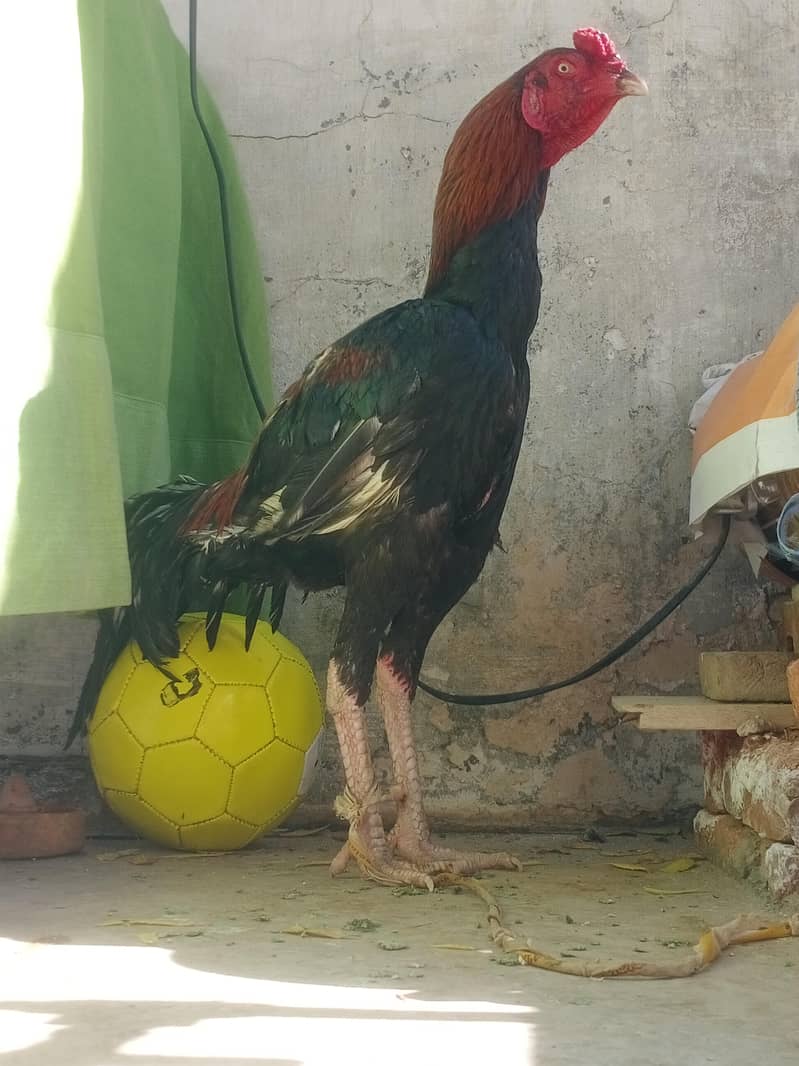 تھائی کراس مرغ 5