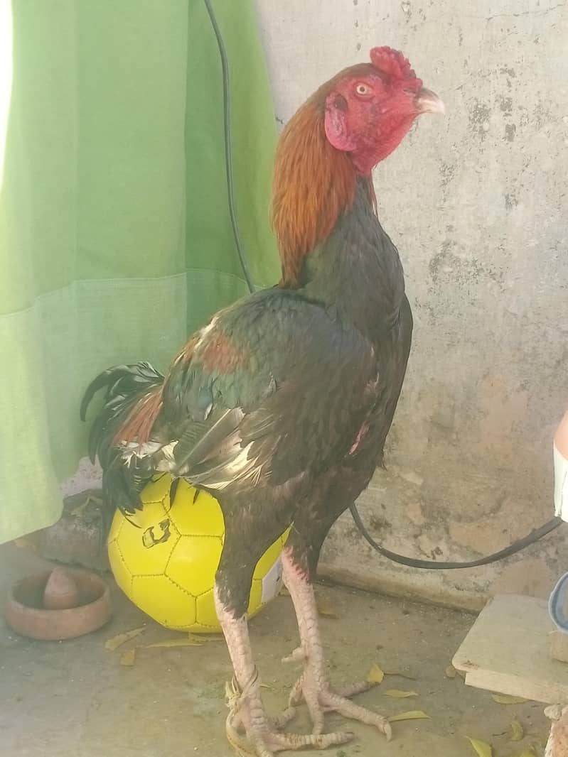 تھائی کراس مرغ 7