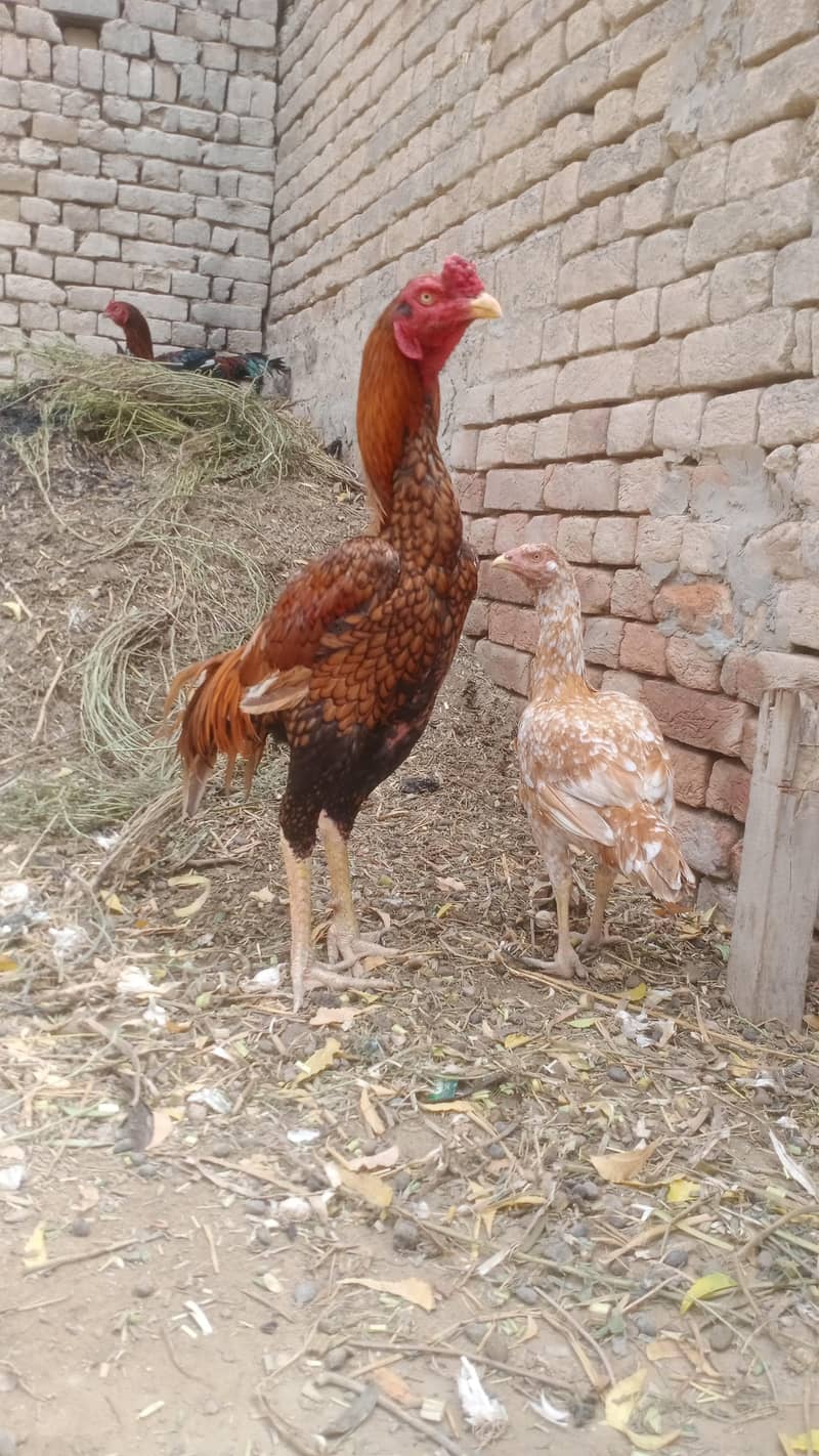 تھائی کراس مرغ 8