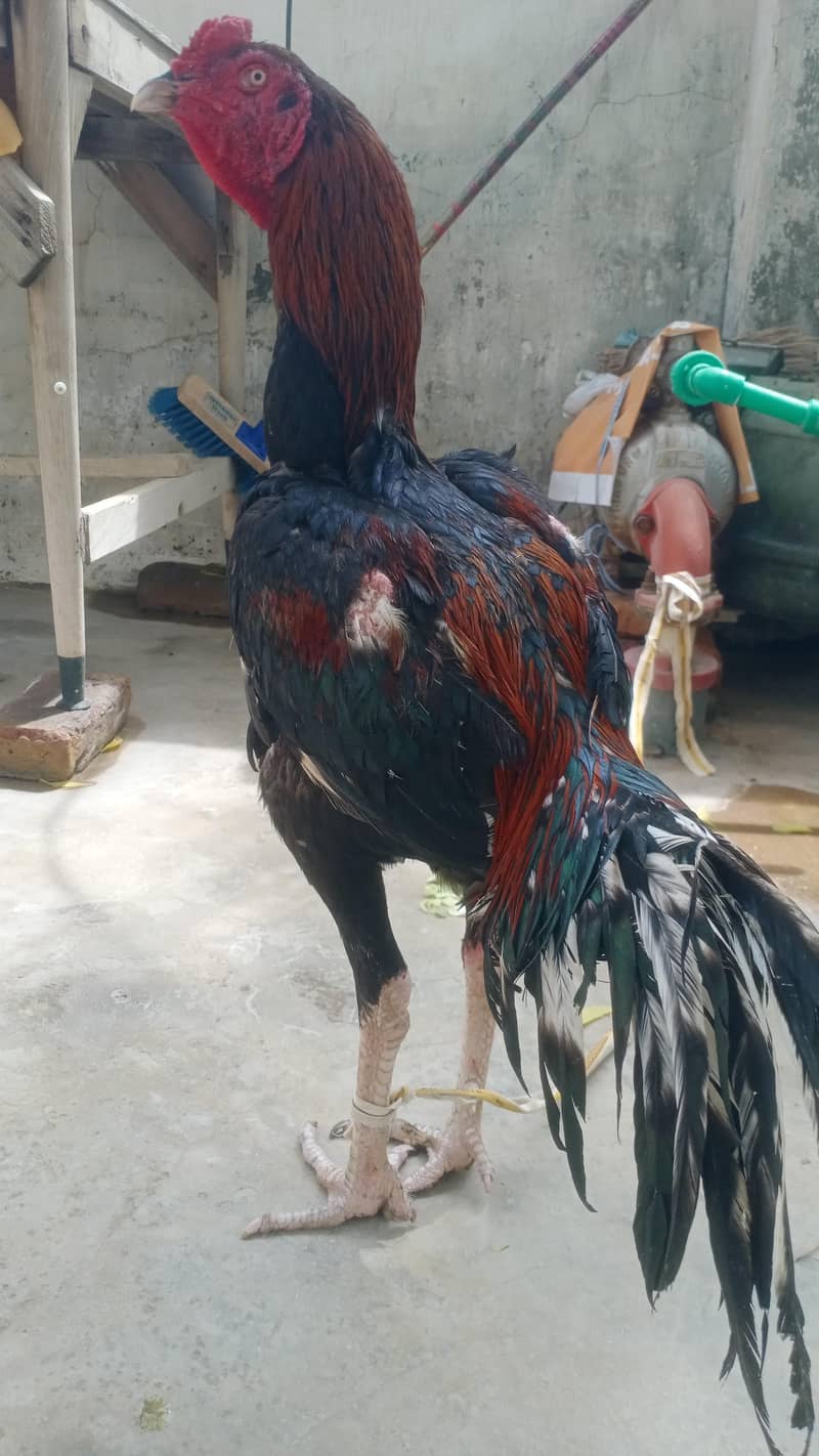 تھائی کراس مرغ 9