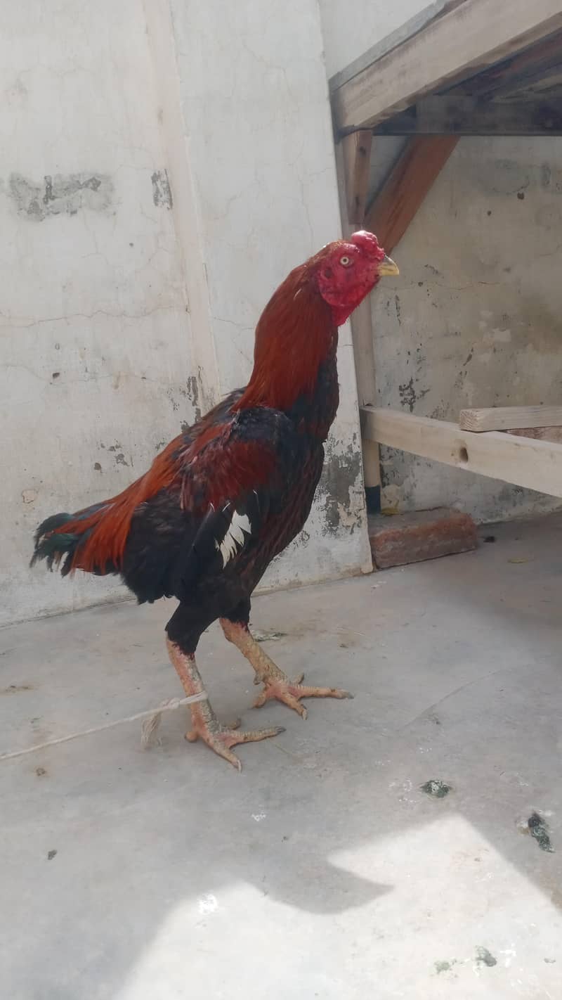 تھائی کراس مرغ 10