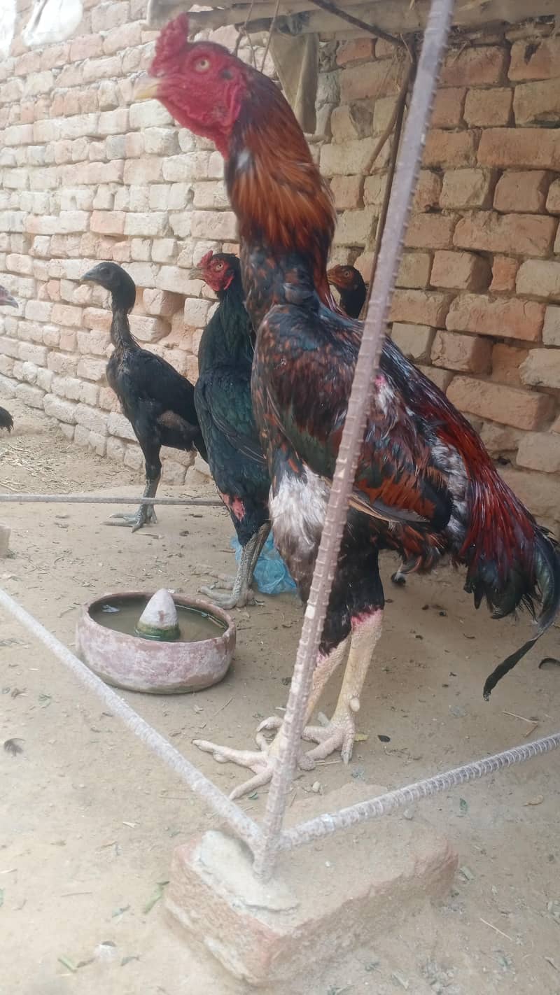 تھائی کراس مرغ 11