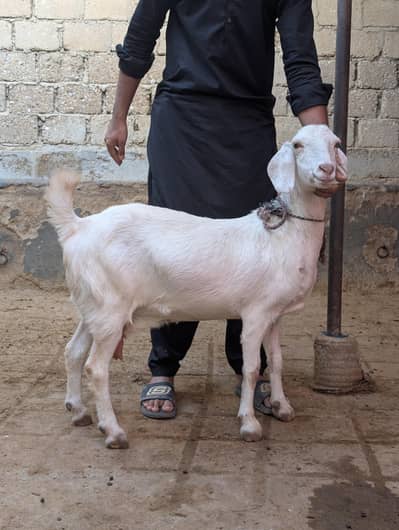 3 Teddy Bakri for sale