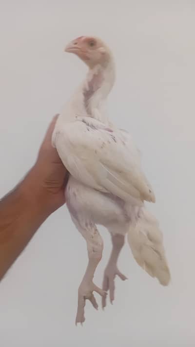 Heera Aseel Chicks Pair Available | Aseel Heera | White Aseel Shamo
