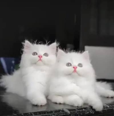 prshan cat male and female 2 month age WhatsApp 0304 6850 986