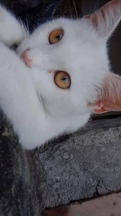 Beautiful Pure White Cat | Healthy & Friendly | Urgent Sale