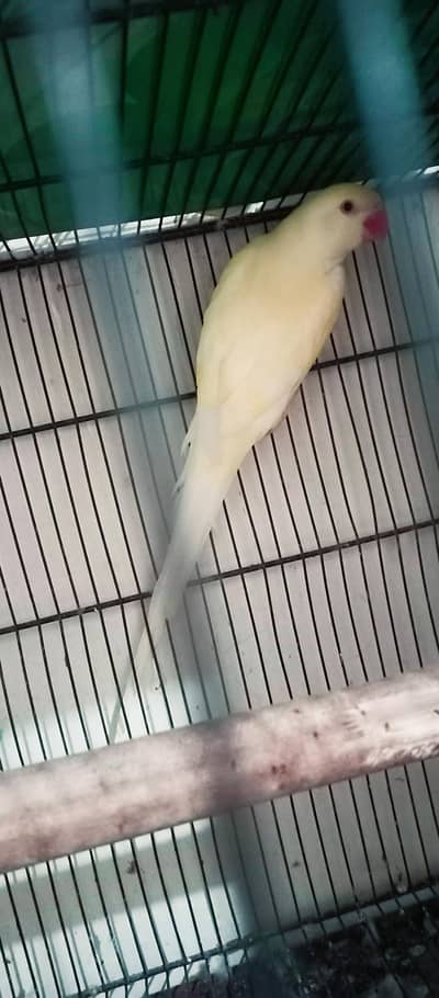 Ring renck 100% breeder,king size split visual  & pied