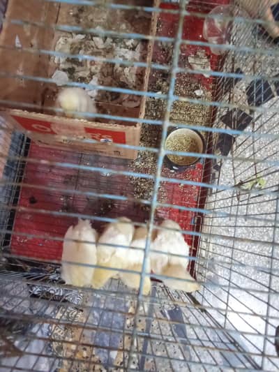 Urgent For Sale chozay 5 pieces