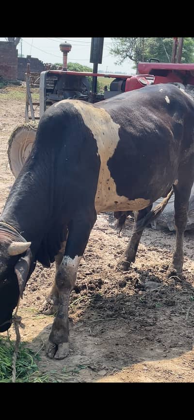 Wacha weight 7 man zinda desi cross