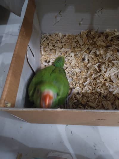 Parrot chick fully handfeed 4 weeks