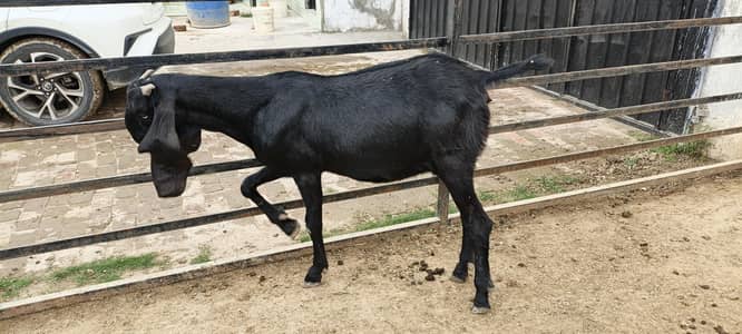 betal ambarsari tayar goats for sale