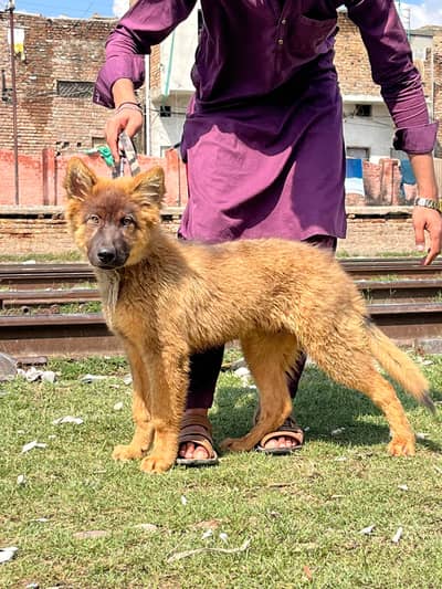 saibal Shepard male age3math for sale available information