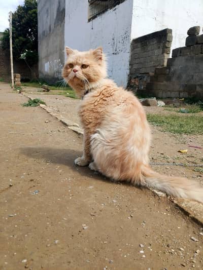 phunch face triple coat male