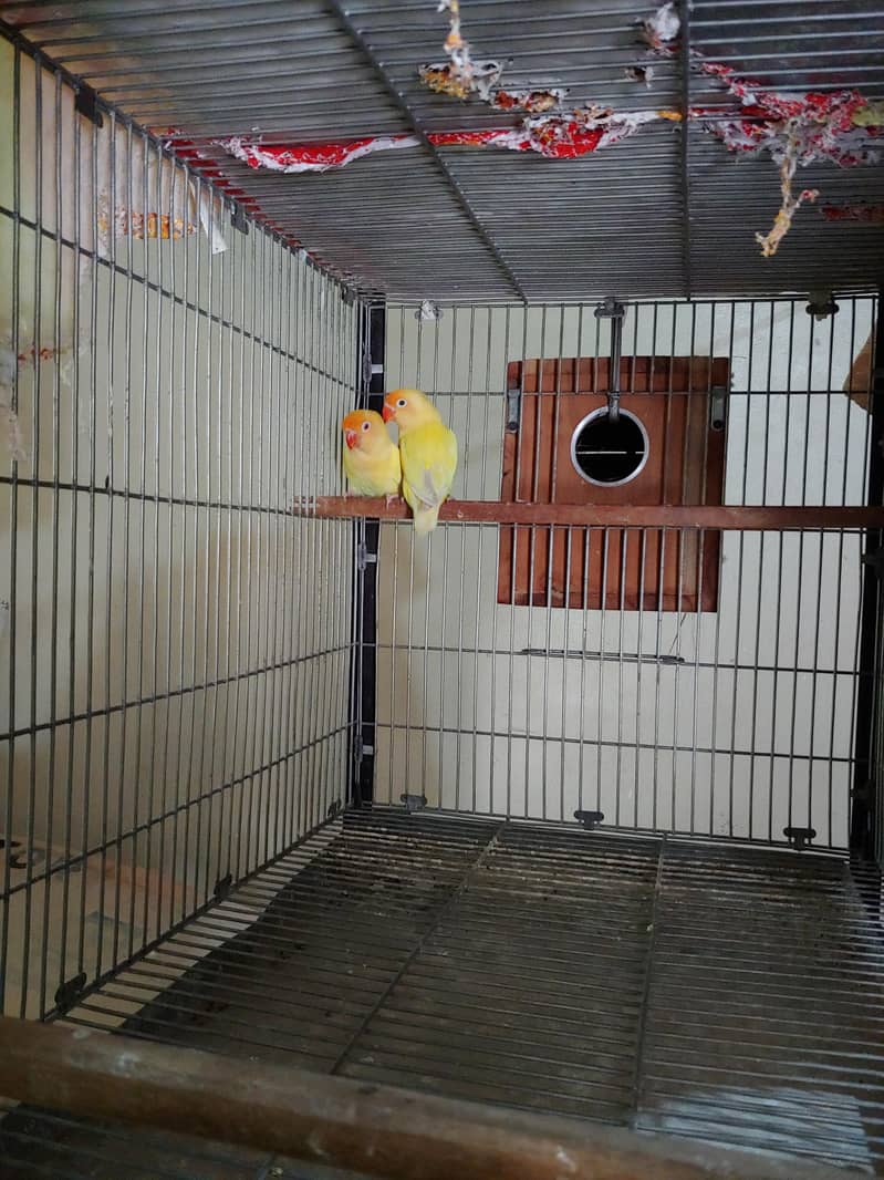 Lovebird 6
