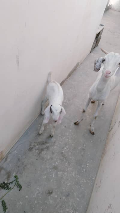 Kamori and Tedi for sale