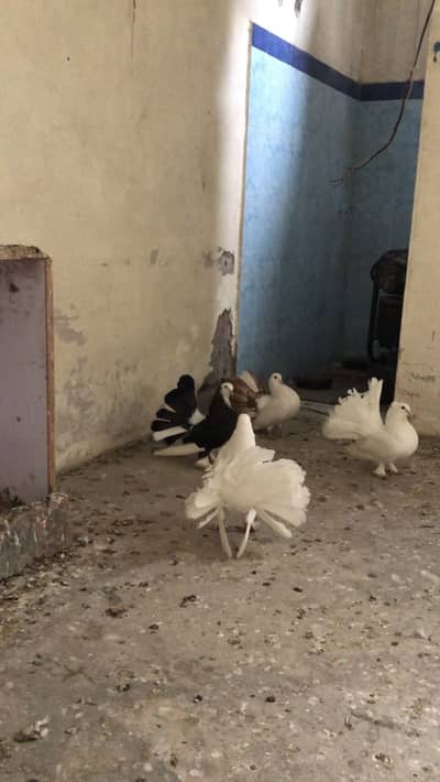 Lakay kabutar or santi neck kabutar Breader pairs