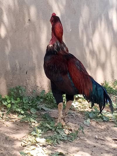 4 HENs Desi For sale golden misri egg da rhi ha