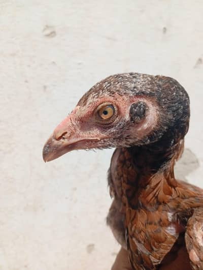 Aseel female Healthy and active  parents picture attached