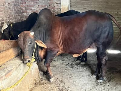 brahman cross sahiwal