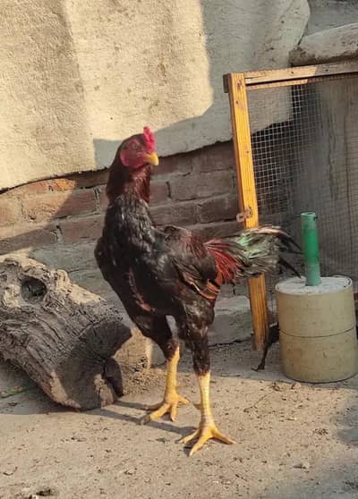 Miawali Sindhi Karas. . .