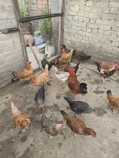 dasi Murgi hai Andy wali ak Murgi 2500 ki