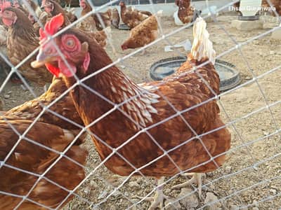 lohmanm Brown female hens
