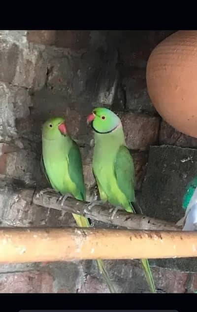 Beautiful green pair