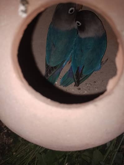 Love birds and Budgies breeding pair for sale in low price