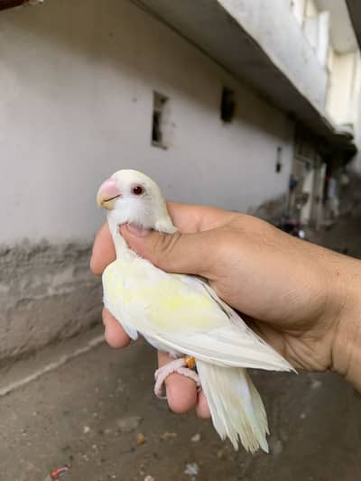 White face Rizokoli into cremeno rozokoli