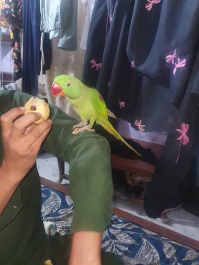 Raw Parrot imported