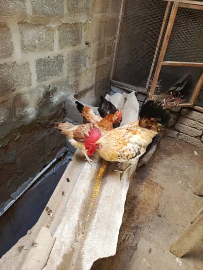 Golden Misri 3 in 1 egg lying  6000