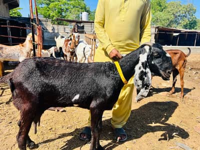 faisalabadi Beetal Bakri full jumbo size 1 bacha ka sat for sale