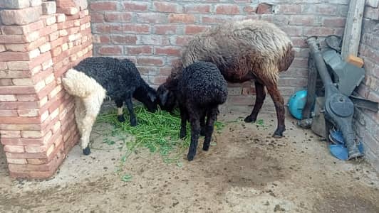 Dumbi Sheep with black male and white and black female sale,