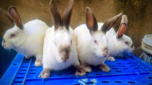 New Zealand White Rabbits